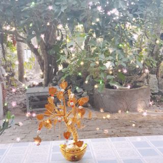 Cây tiền vàng phong thủy tài lộc
