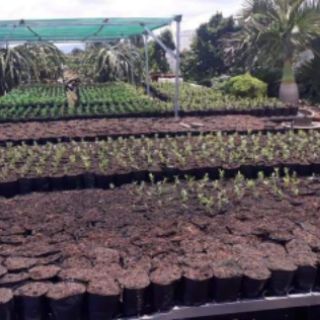 Bầu ươm cây 21x7 1kg 100 bầu