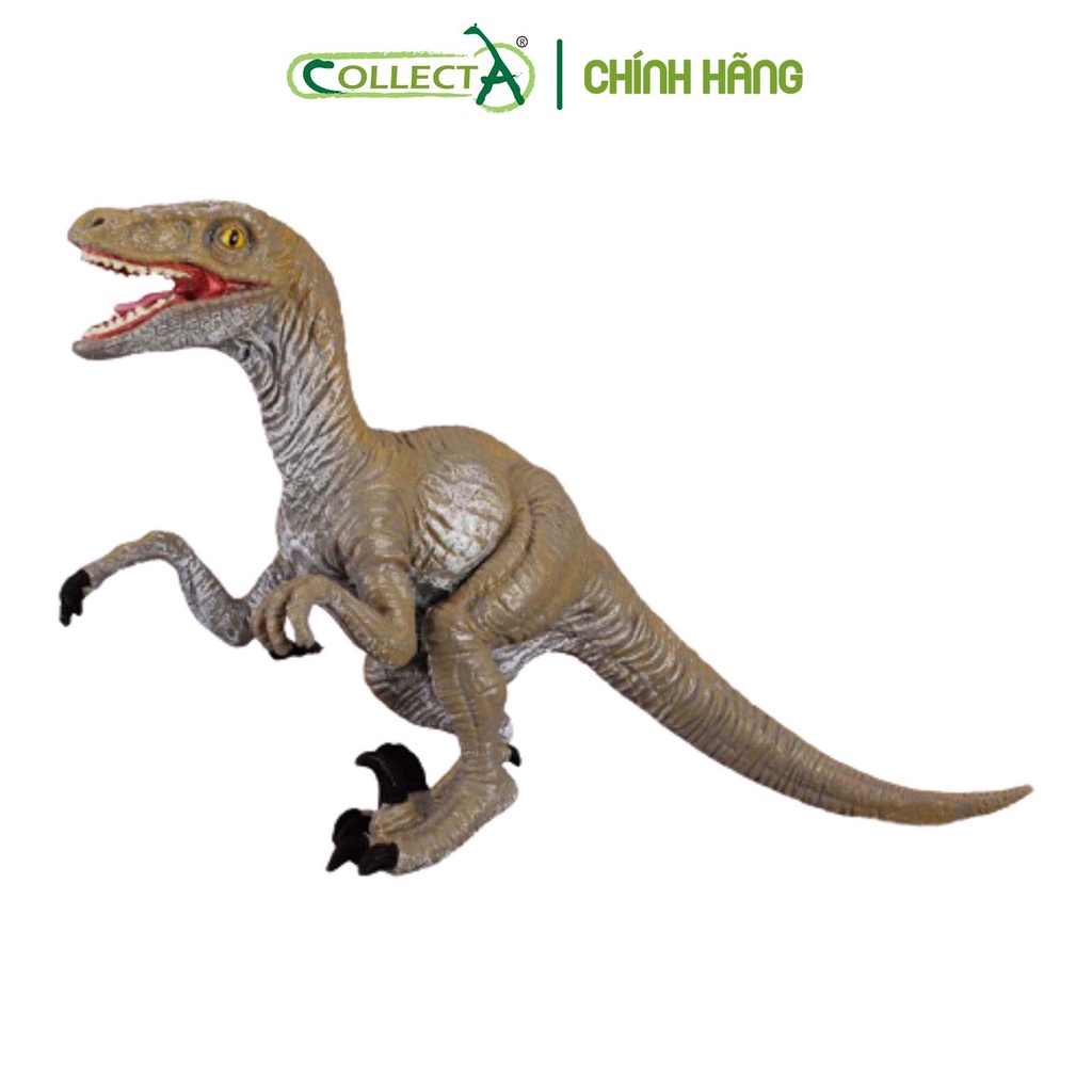 Đồ chơi mô hình động vật CollectA Khủng Long Velociraptor - Velociraptor