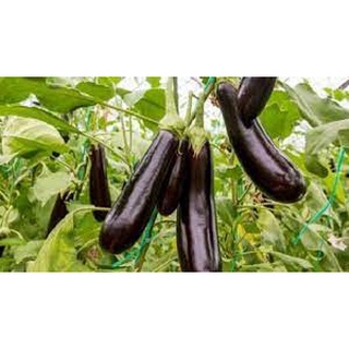 CÀ TÍM LAI F1 CN-22