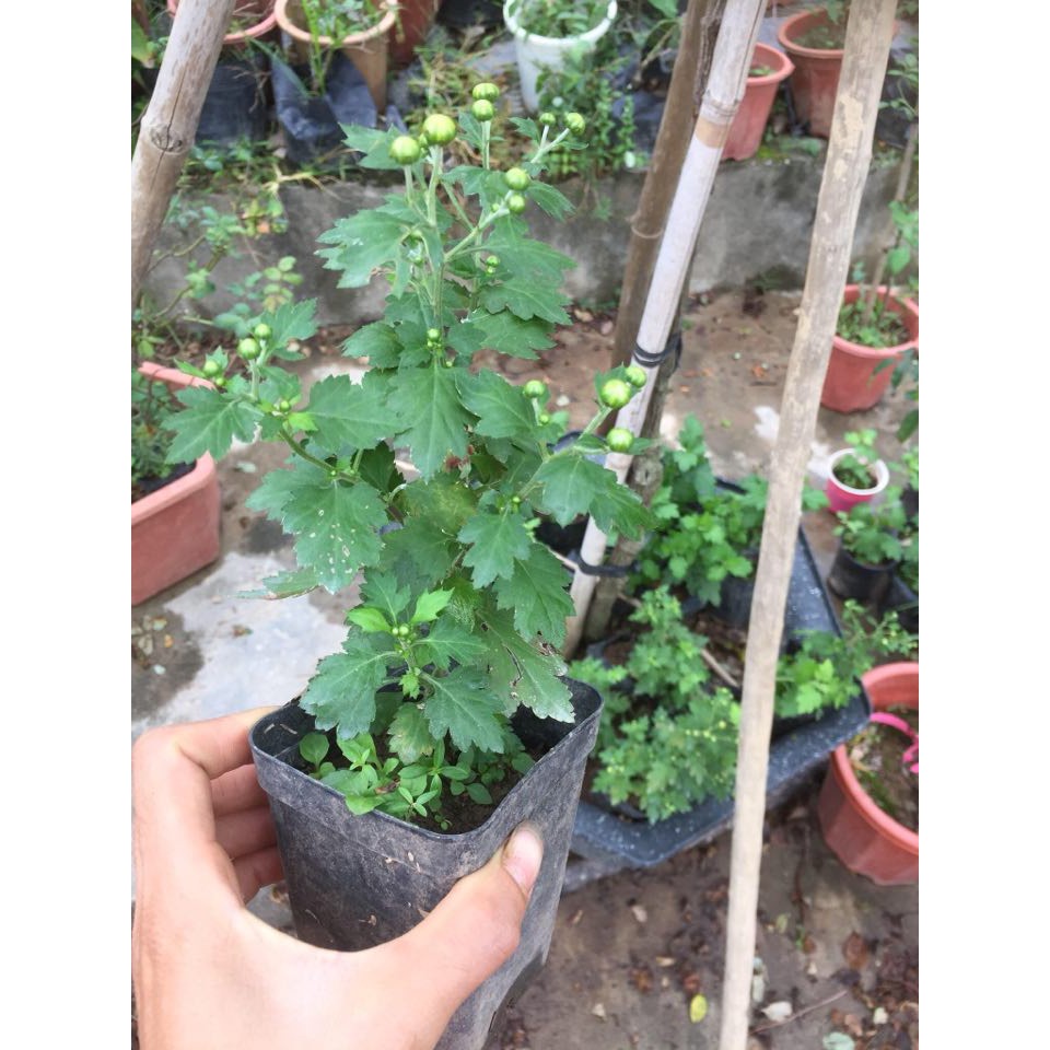 Cúc chi rủ vàng, trắng
