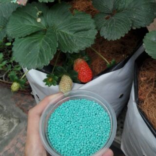 100 gr PHÂN BÓN NPK CHO DÂU TÂY