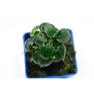 Ráy nana mini (form tròn) - Cây thuỷ sinh