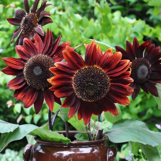 100 H- Hạt giống hướng dương nhung đỏ F1 (red velvet sunflower)