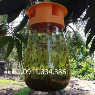 Bẫy Ruồi Vàng - Combo 10 bộ bẫy