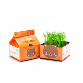 Chậu cây mini để bàn