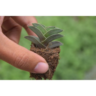 sen đá thài lài mini 2-4cm