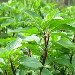 5gr - HẠT GIỐNG RAU HÚNG QUẾ