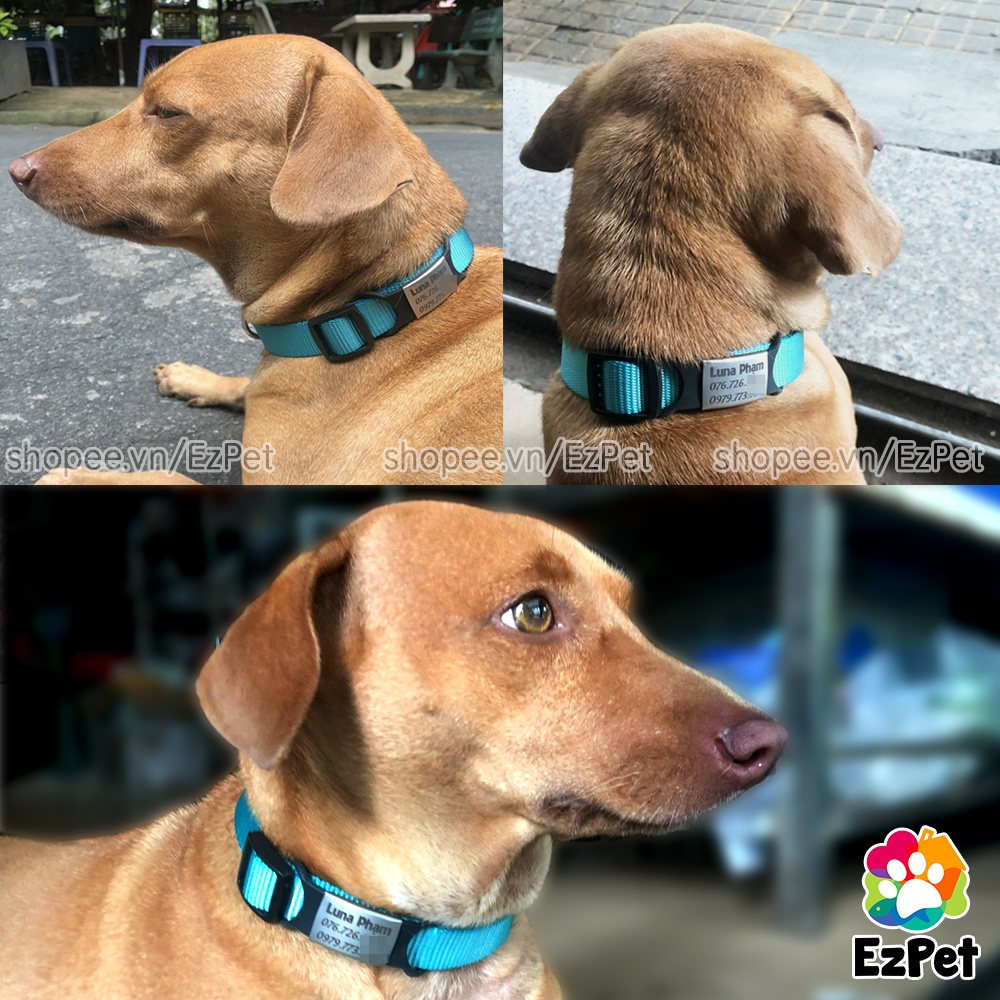 Vòng cổ khắc tên chó mèo Poly + Dây dắt chó mèo | Combo Vòng cổ thú cưng và Dây dắt thú cưng EzPet
