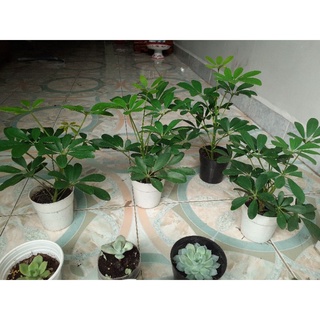 Cây ngũ gia bì lọc không khí cây cảnh