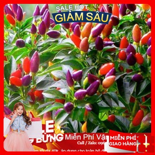 Hạt Giống Ớt Ngũ Sắc - 30 Hạt / Gói