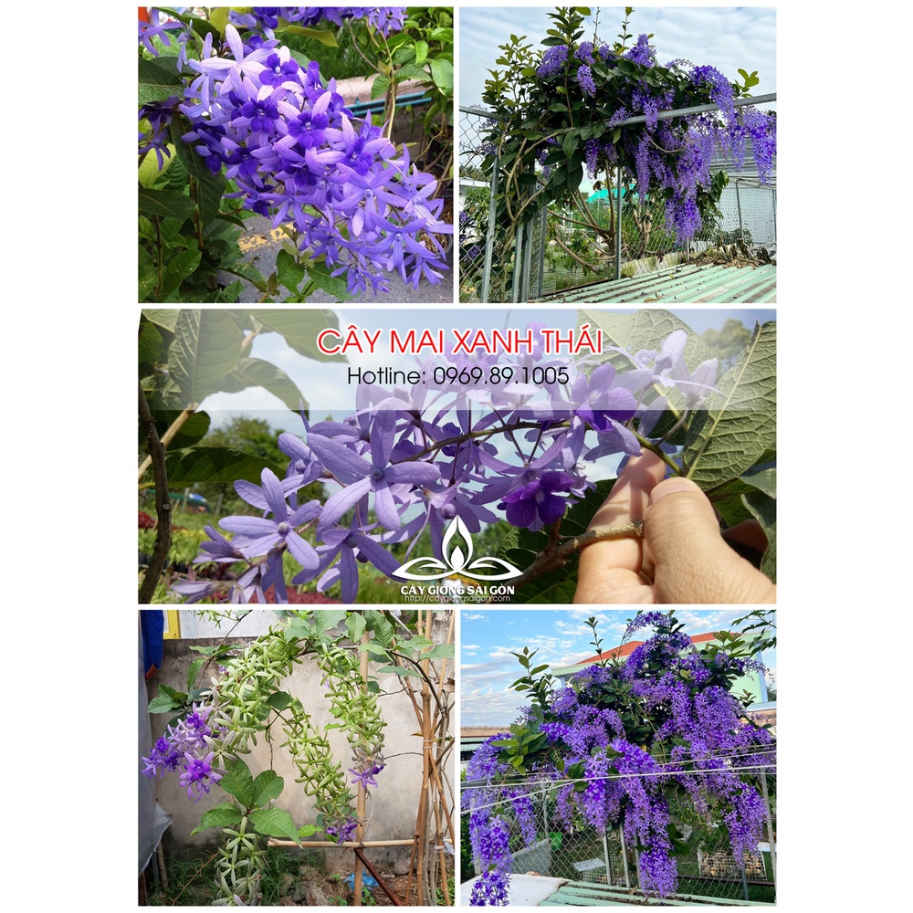 Cây Mai xanh Thái 20-25cm