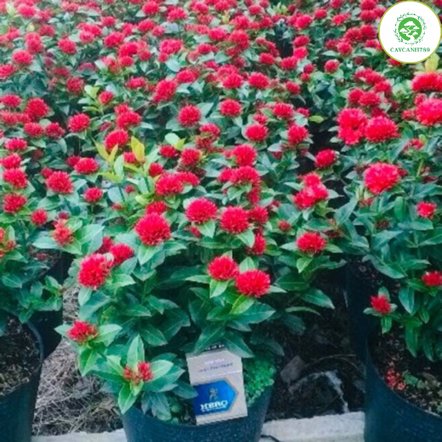 cây hoa mẫu đơn thái cao 60 cm