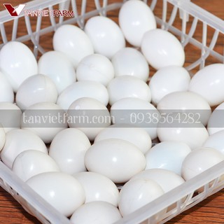 Trứng chim bồ câu giả SET 20 cái