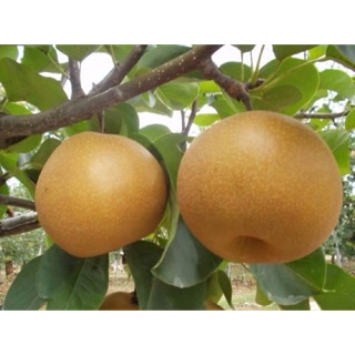 7 cây giống lê