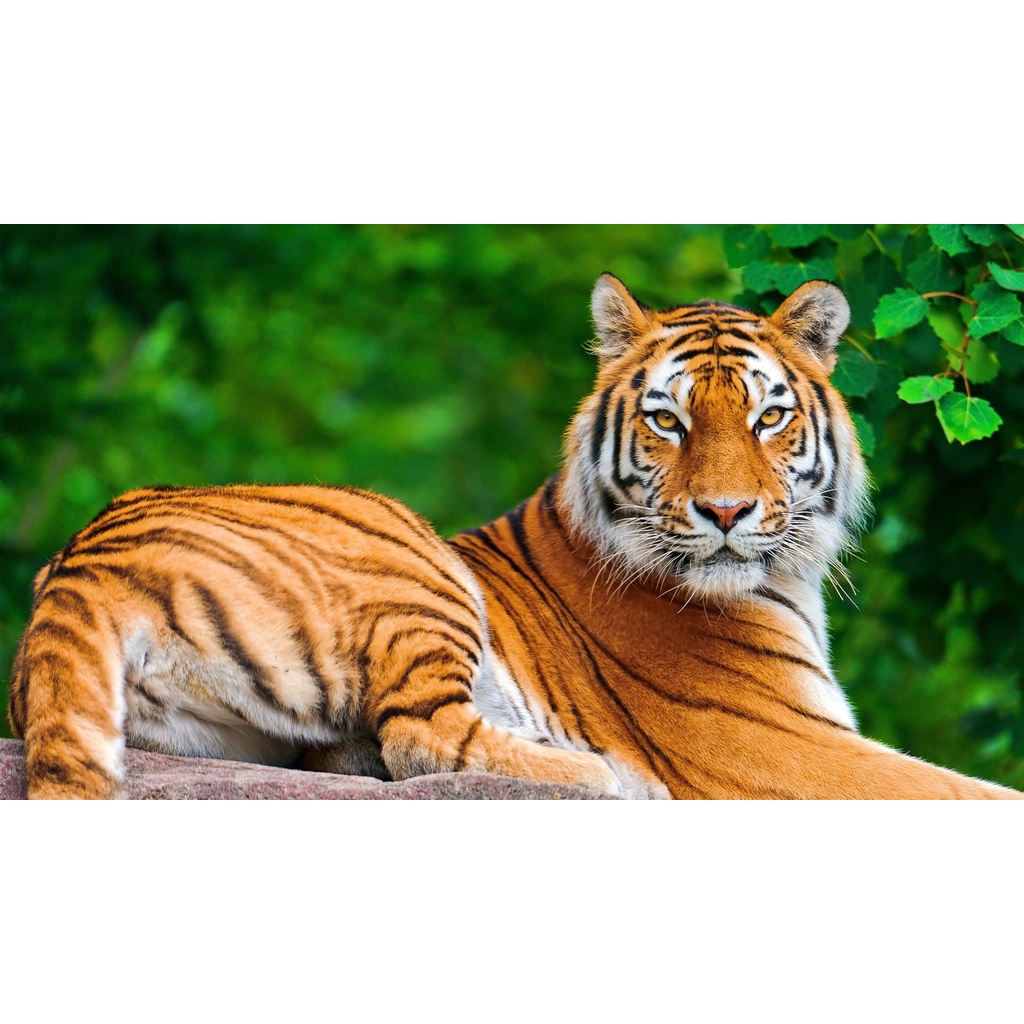 Tranh ghép hình Animal - Tranh ghép hình TIGER - Mẫu 2 - Nhận in hình tranh ghép theo yêu cầu