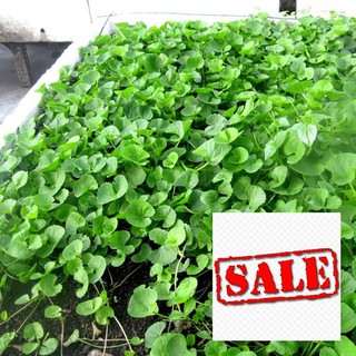 0.3 gram hạt giống rau má sale