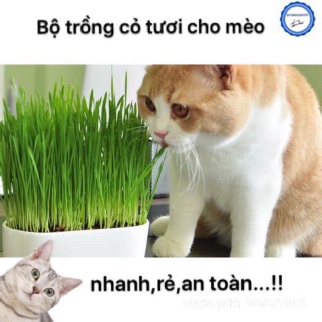 Cỏ mèo tươi - set cỏ mèo tự trồng