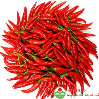 TINH DẦU ỚT (CAPSICUM  OIL)100ml