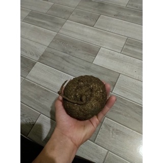 Củ bình vôi Thái (củ bình vôi, cây bình vôi)