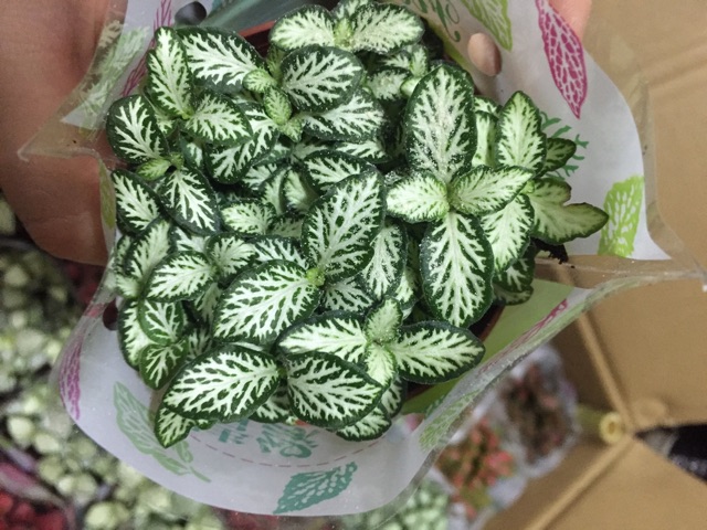 Cây cẩm nhung( lá may mắn/fittonia)