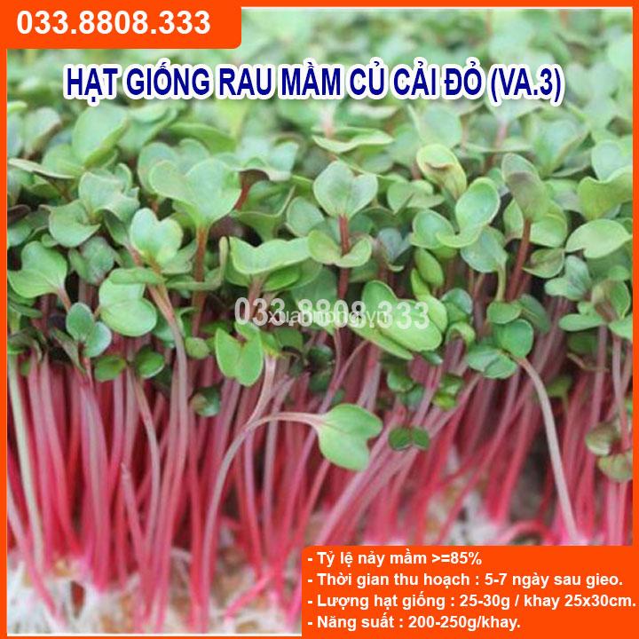 50G HẠT GIỐNG RAU MẦM CỦ CẢI ĐỎ  CHẤT LƯỢNG CAO