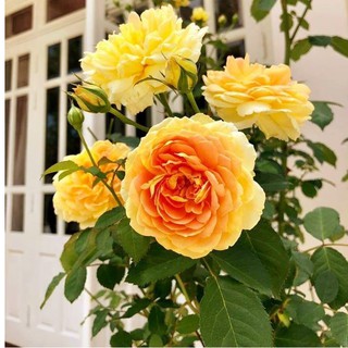 Gói 20 Hạt giống Hoa hồng leo Pháp - Mix đủ màu