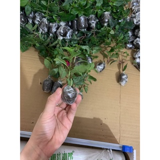 5 Cây giống Hoa Lồng Đèn