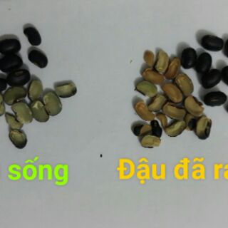 ĐẬU ĐEN XANH LÒNG VIỆT NAM