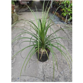 [Cây phong thủy] Lan Bình Rượu (náng đế) - Beaucarnea recurvata