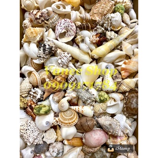Vỏ ốc mix 100gr