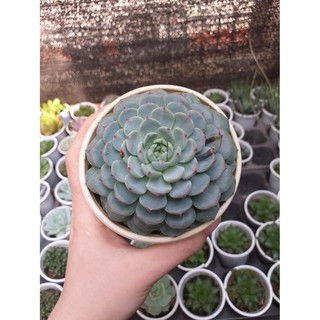 Sen đá Phật bà trắng cỡ to