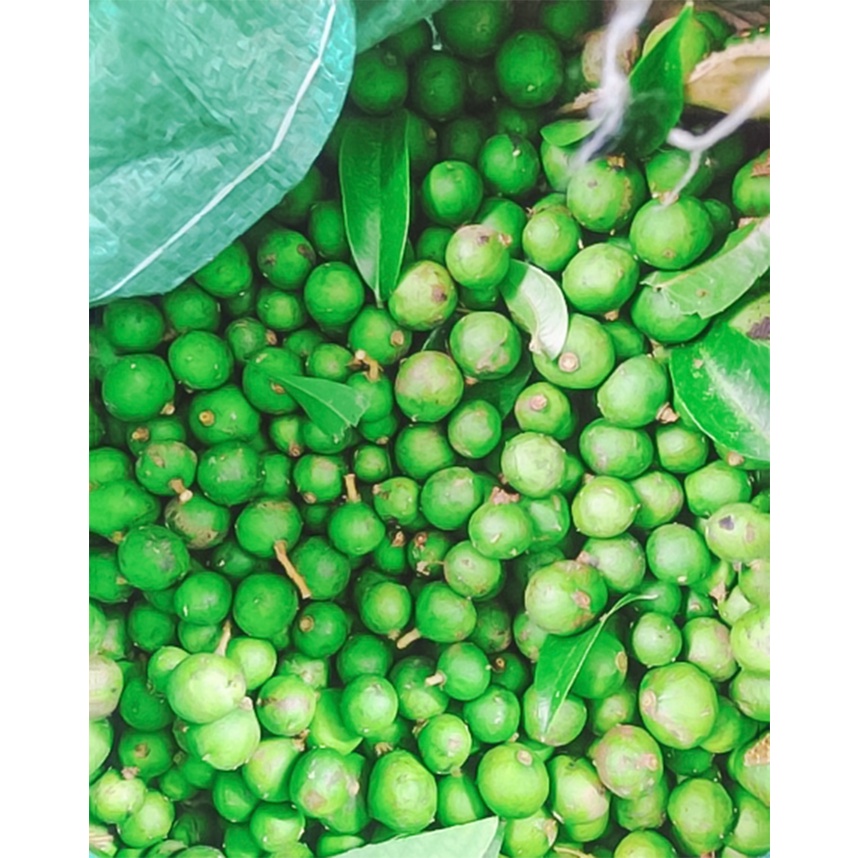 Quả Sấu Tươi Hái Cây Hút Chân Không Cấp Đông Dùng Để Chế Biến Món Ăn