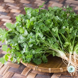 Hạt giống rau ngò - gói 20 gram - hạt giống phương nam