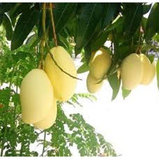 Cây giống xoài keo