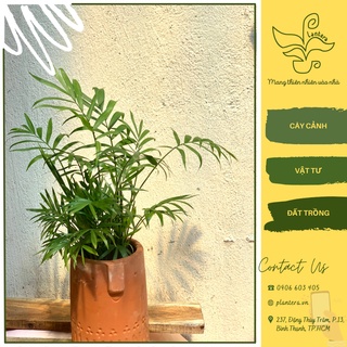 Cây cau tiểu trâm chậu mini - cây cảnh - cây ưa mát - cây nhỏ