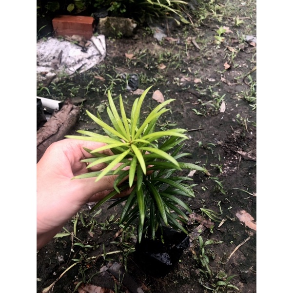 Cây Tùng La Hán , Boiboi.Organic, Cây Trong Bầu Đất, Rễ Mạnh