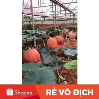 5 hạt bí ngô siêu khổng lồ🍊🍊🍊 ĐỘC LẠ 🍊🍊🍊