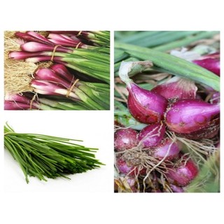 HẠT GIỐNG HÀNH GỐC ĐỎ