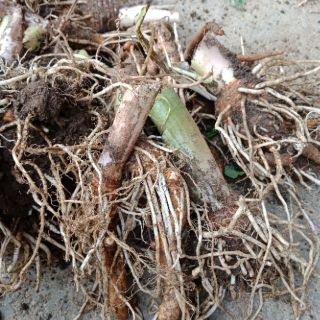 6 mầm giống hoa rum trắng