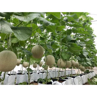 10 hạt dưa lưới honey red