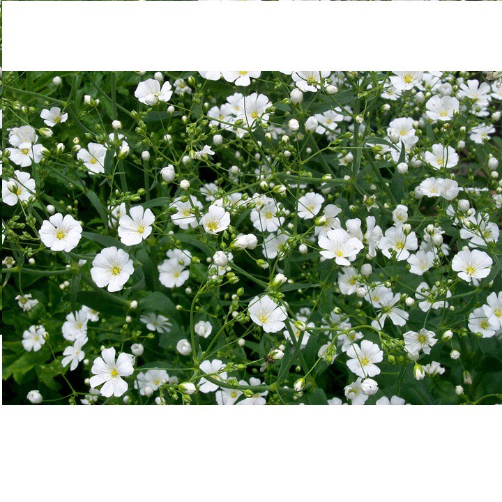 Hạt giống hoa baby breath trắng GÓI 100 HẠT - rau củ quả trồng chậu, sân vườn ban công nảy mầm cao