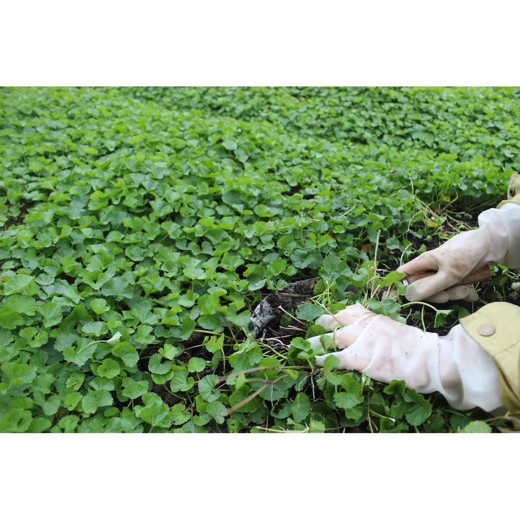 Hạt giống rau má rau lá nhỏ