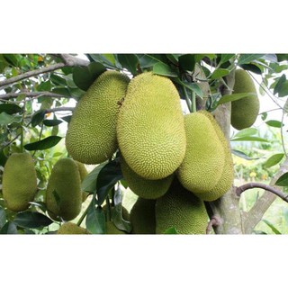 CÂY GIỐNG MÍT SIÊU SỚM, SIÊU QUẢ