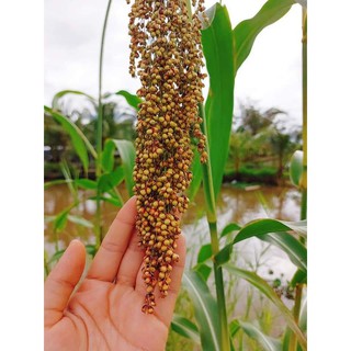 Hạt ý dĩ 500gr