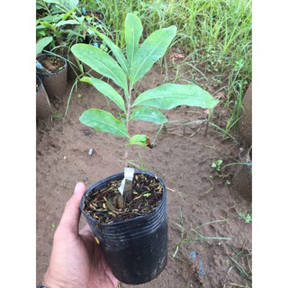 2 Cây Mai Cúc Tiên Ông ( Cúc 7 Tầng )