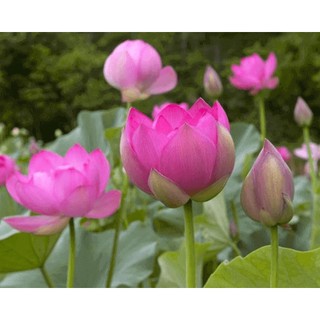 5 Hạt Giống Hoa Sen Hồng Lớn ( Sen Ta - Sen Việt Nam )