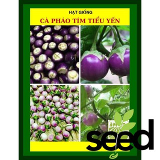 1G - Hạt Giống Cà Pháo Tím Tiểu Yến