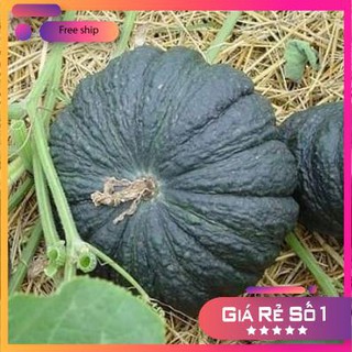 Hạt giống Bí đỏ da cóc F1 (1g)