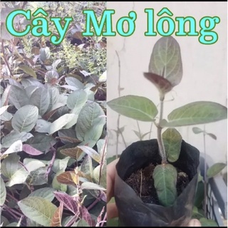 dây mơ lông tím- dây mơ lông tam thể